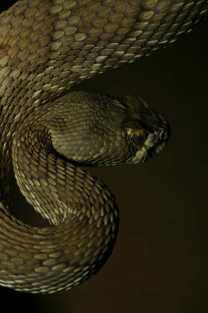 snakie 8