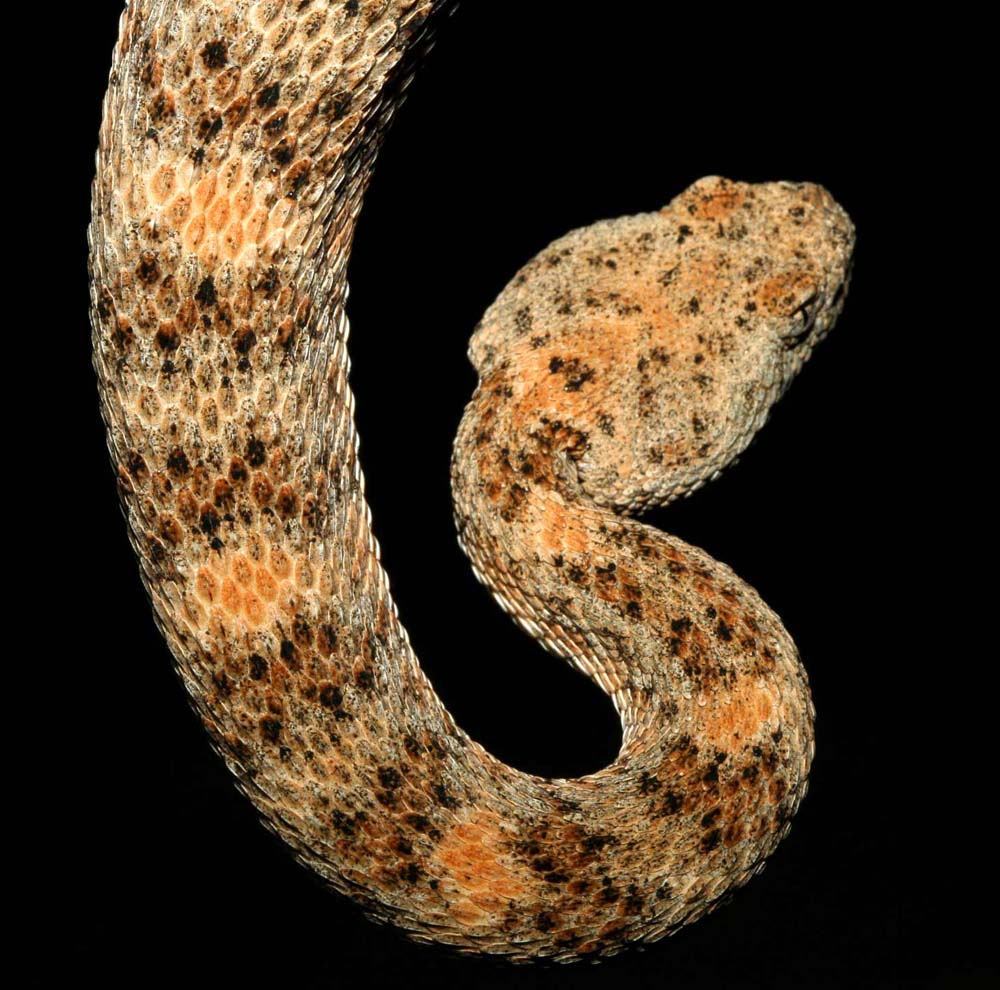 snakie 9