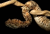 snakies 19