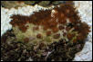 Saltwater - Austin Aquariums