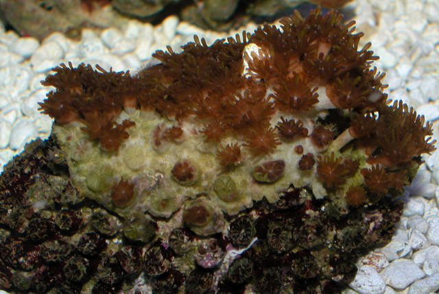 Saltwater - Austin Aquariums