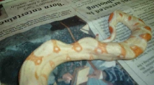 Genetic problem with albino boa? Pic 1