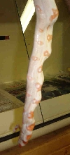 Genetic problem with albino boa? Pic 2