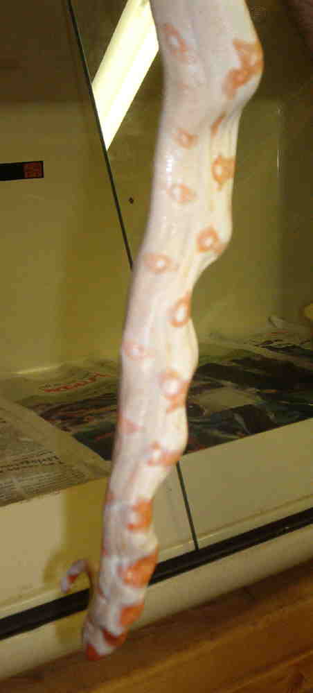 Genetic problem with albino boa? Pic 2