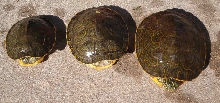 Unknown sliders