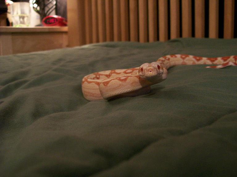 Albino Columbian