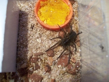 Wolf spider