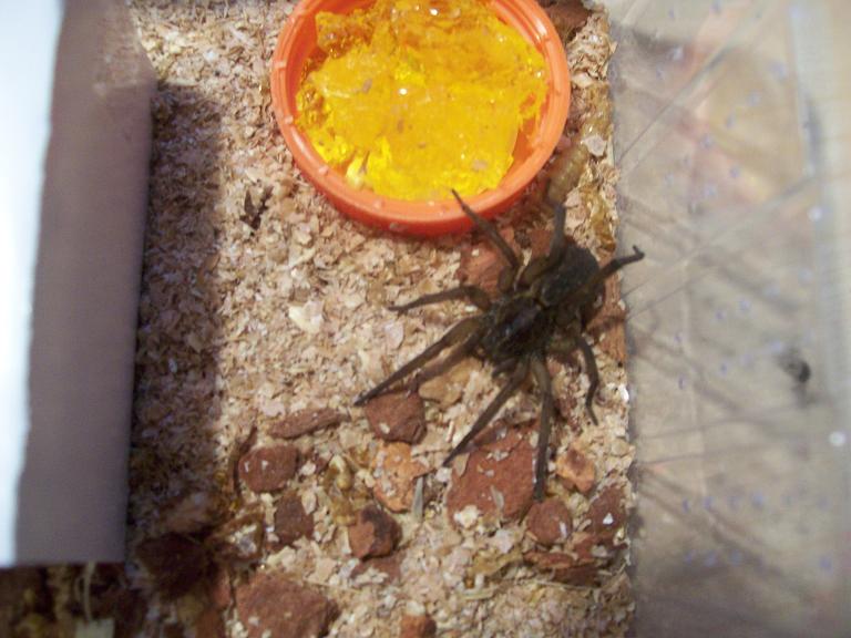 Wolf spider