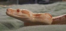 underbite