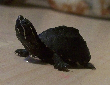 Musk Turtle