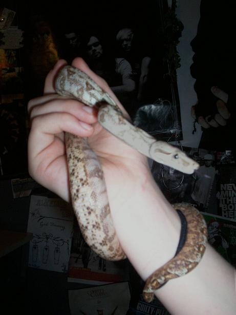 Arienette