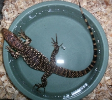 Tegu bath