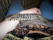 Tegu Snooze
