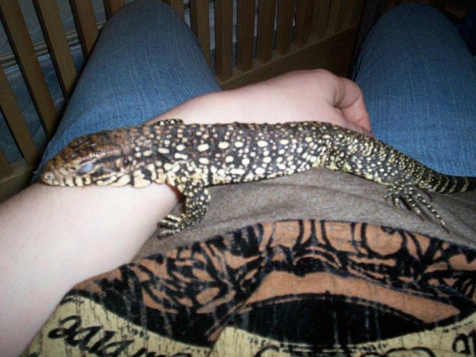 Tegu Snooze