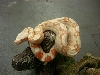 Liora