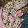 TXC2