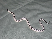 California Kingsnake