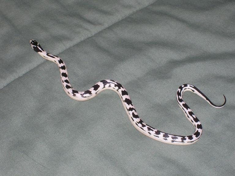 California Kingsnake