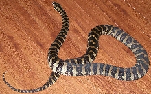 goliath