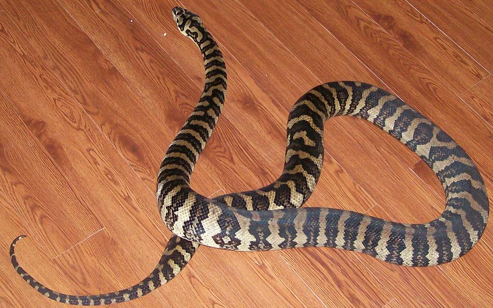 goliath