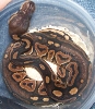 BPcinny2