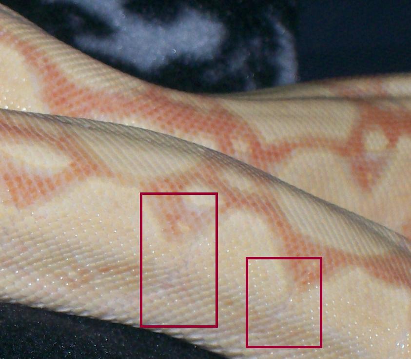 side scale