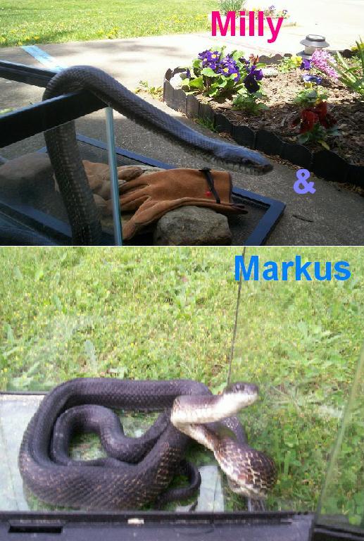 Milly & Markus