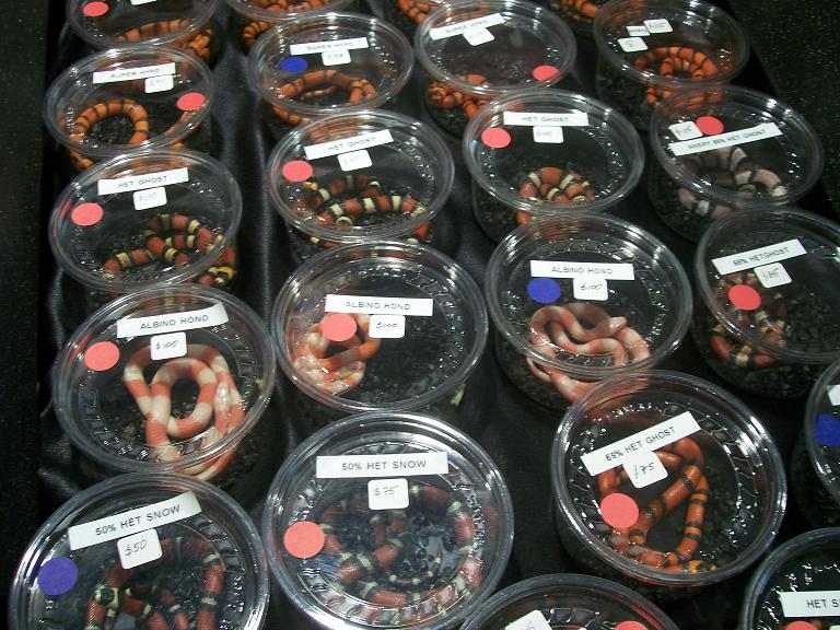 milksnakes
