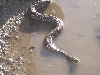 northern water snake