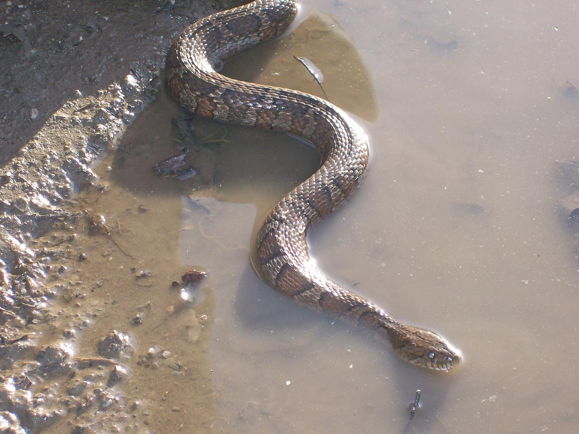 northern water snake