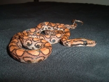 PRB