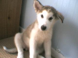 Mya Aged 9 Weeks 6 Days
