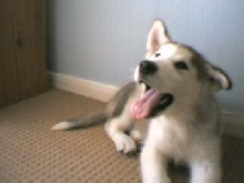Happy Puppy