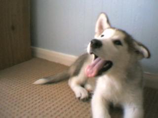 Happy Puppy