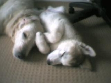 Buddies