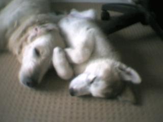 Buddies