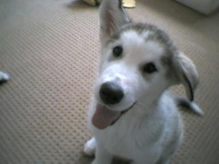 Aww Cheese