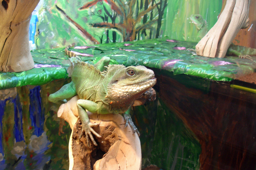 Sizzle in his new Cage