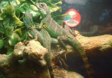 Swizzle and Sizzle Chillin'