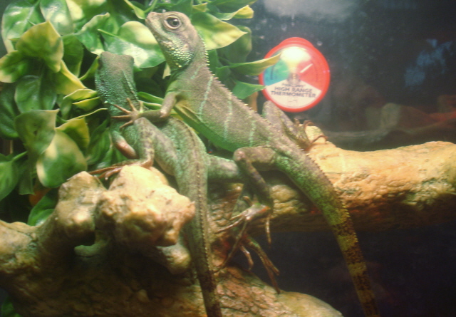 Swizzle and Sizzle Chillin'