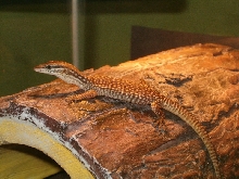 New yellow ackie's first day!