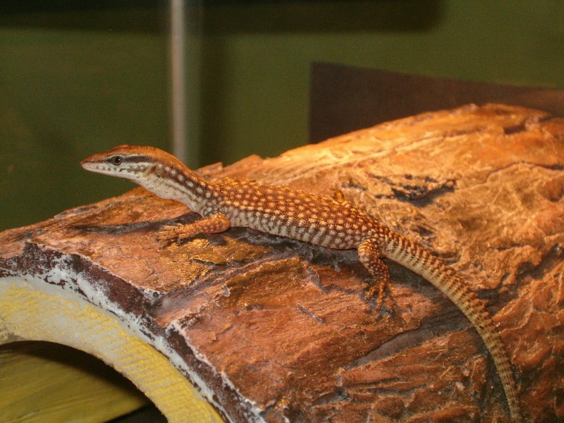 New yellow ackie's first day!