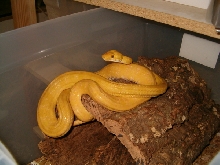 Yellow and White ATB
