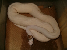 Lesser Pied