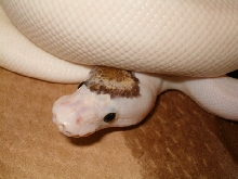 Lesser Pied