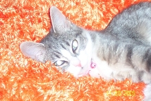 My little Meka