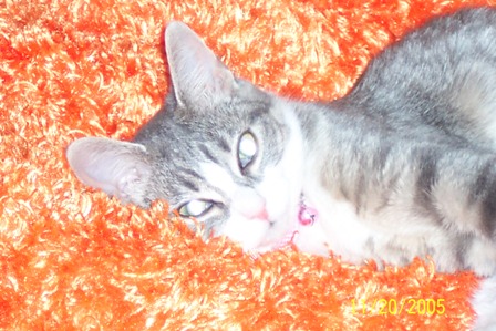 My little Meka