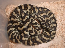 Jungle Carpet Python