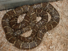 Florida Kingsnake