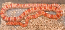 Amel Corn